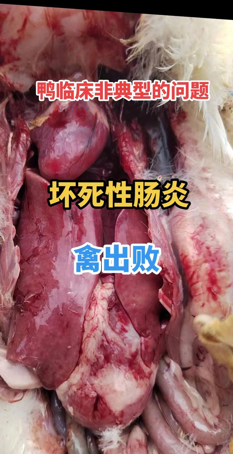 养殖鸭疫情，鸭子疫情-第3张图片-优品飞百科