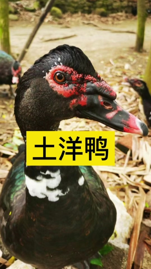 养殖鸭疫情，鸭子疫情-第5张图片-优品飞百科