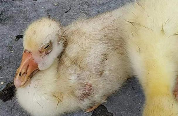 养殖鸭疫情，鸭子疫情-第6张图片-优品飞百科