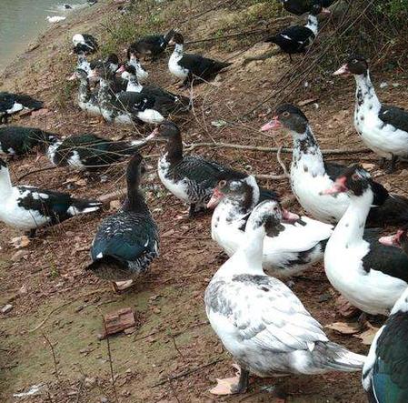 养殖鸭疫情，鸭子疫情-第7张图片-优品飞百科