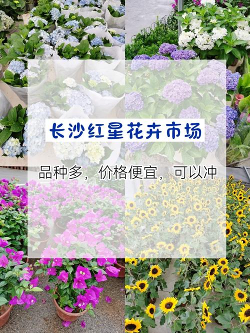 红星花全国客服电话-解决强制下款问题-第5张图片-优品飞百科