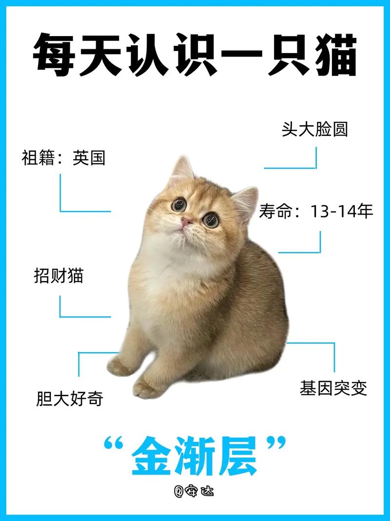 招财猫平台客服电话