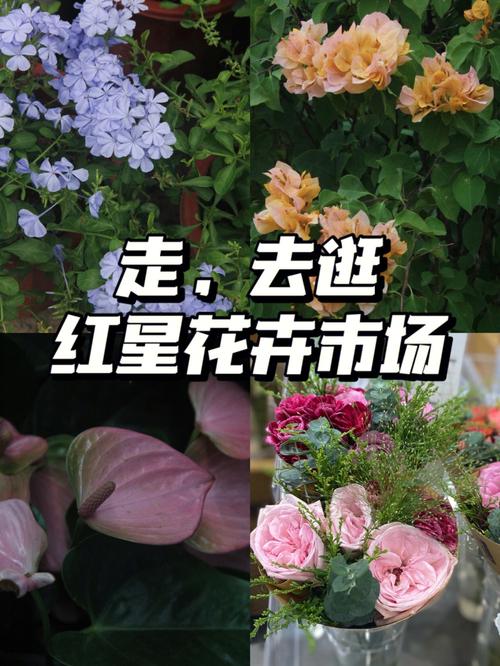 红星花官网客服电话