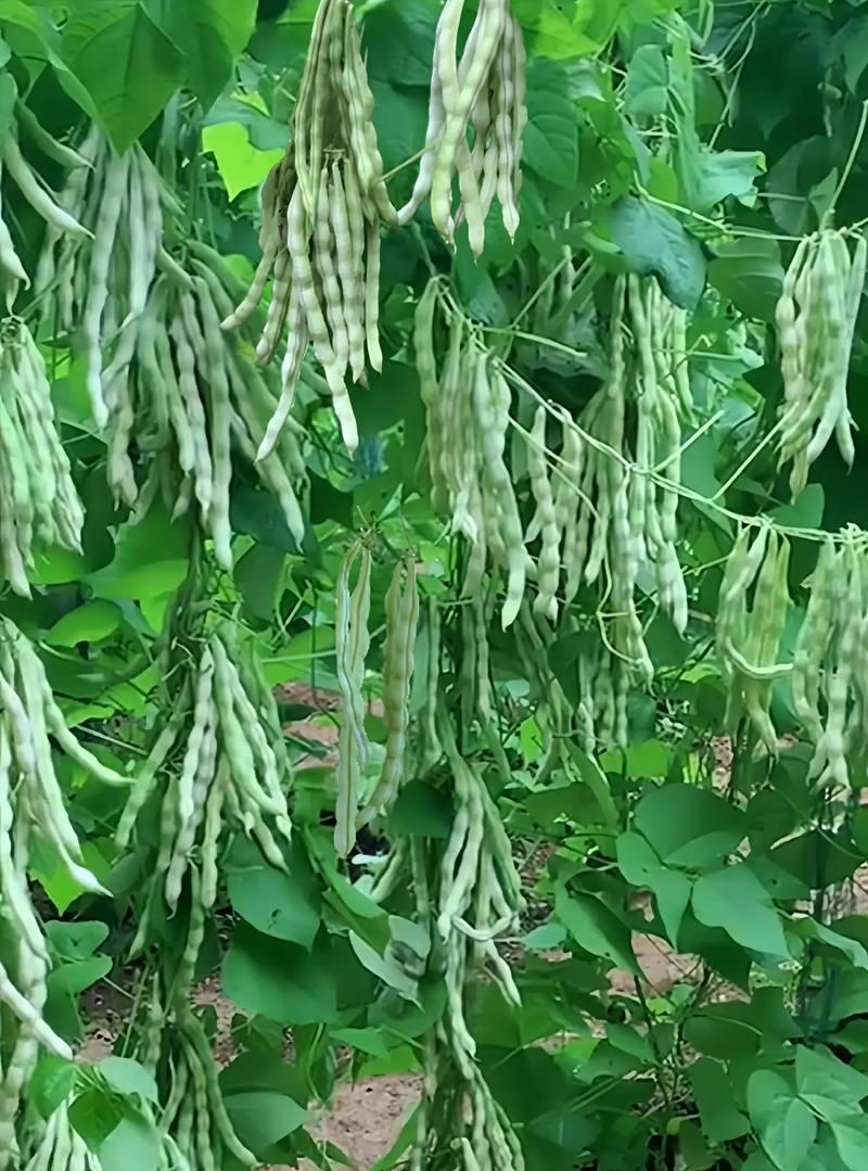 芸豆分全国统一客服电话