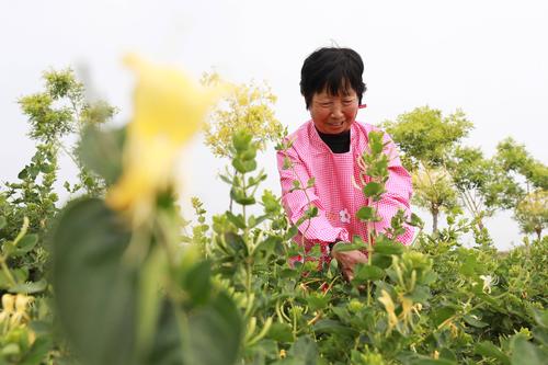 金瀛花正式启用客服热线-第3张图片-优品飞百科