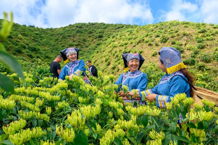 金瀛花官网客服电话