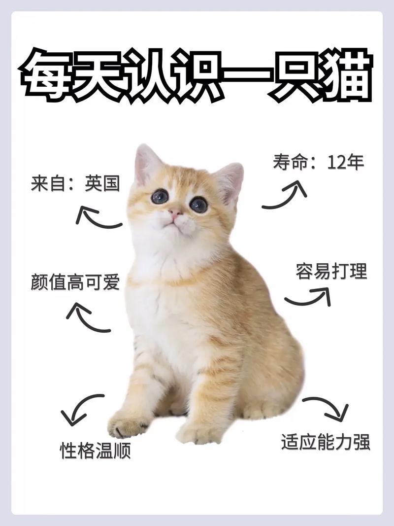 招财猫服务客服电话