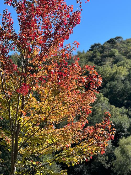 苏州香山疫情，苏州香山疫情防控电话-第2张图片-优品飞百科