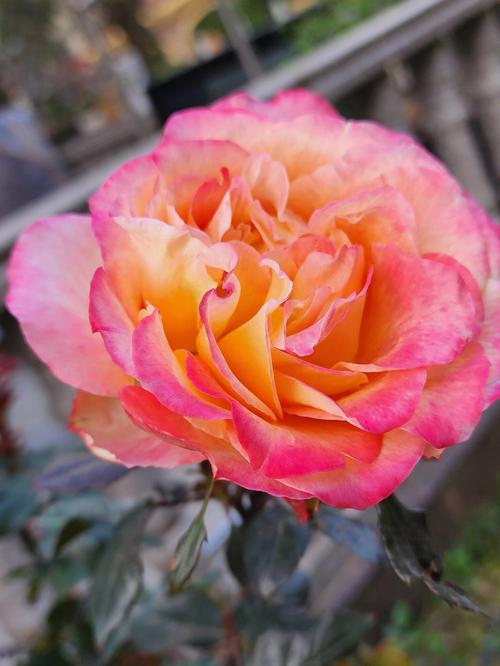 为什么三星拍照这么好，为什么三星拍照这么好看？-第2张图片-优品飞百科