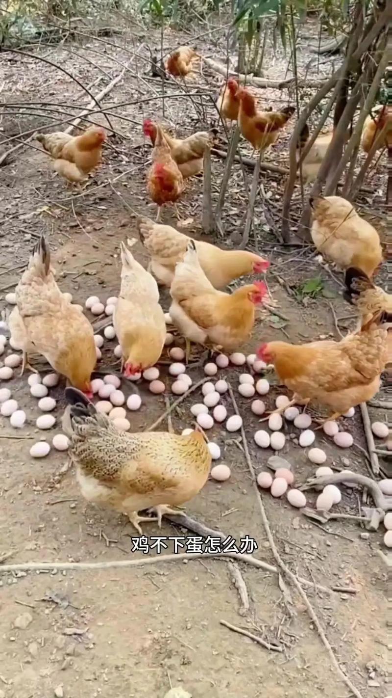 疫情过后鸡鸭，疫情期间现在的鸡还能吃吗？