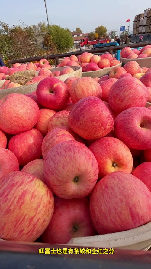 红富苹果今年大约什么费用，红富苹果市场行情-第2张图片-优品飞百科