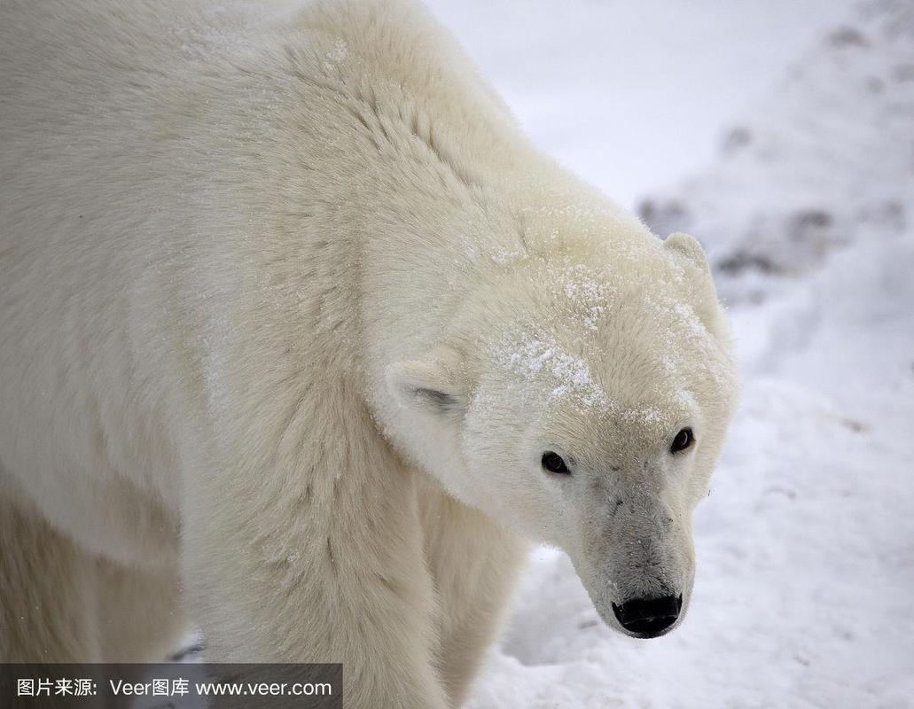 魁北克市疫情，魁北克政府官方网站？-第2张图片-优品飞百科