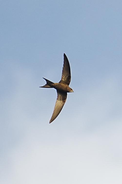 佳能微单打鸟镜头推荐？佳能微单打鸟镜头推荐型号？-第5张图片-优品飞百科