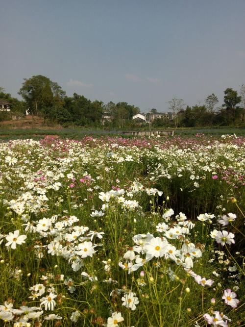 武胜疫情交通，武胜疫情交通管制通告-第3张图片-优品飞百科