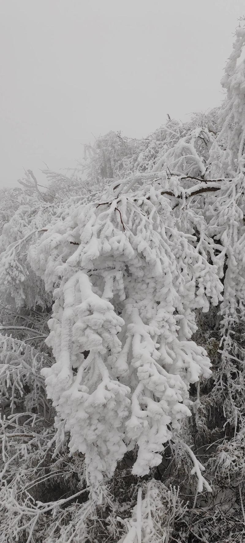 大兴安岭天气预报，大兴安岭天气预报7天-第3张图片-优品飞百科