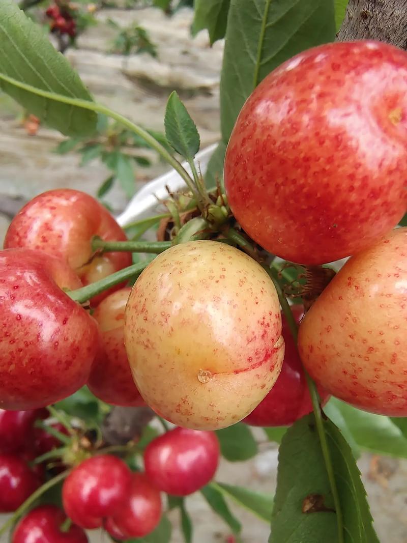 疫情期间樱桃，疫情期间樱桃可以卖吗？-第2张图片-优品飞百科