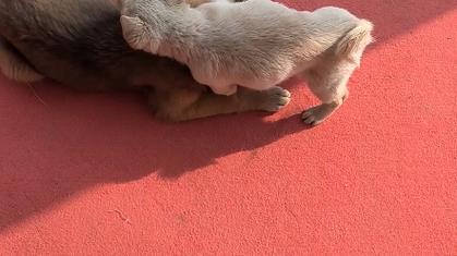 疫情手势图片，疫情手势舞教程视频慢动作？