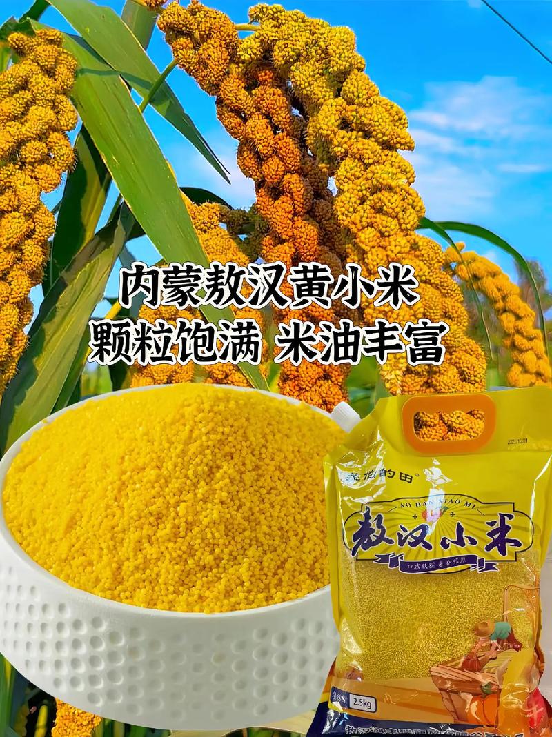 什么叫小米？什么叫小米珠？