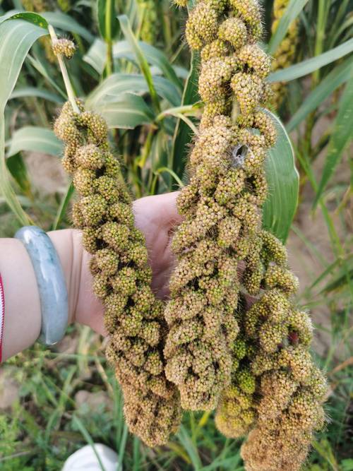 什么叫小米？什么叫小米珠？-第2张图片-优品飞百科