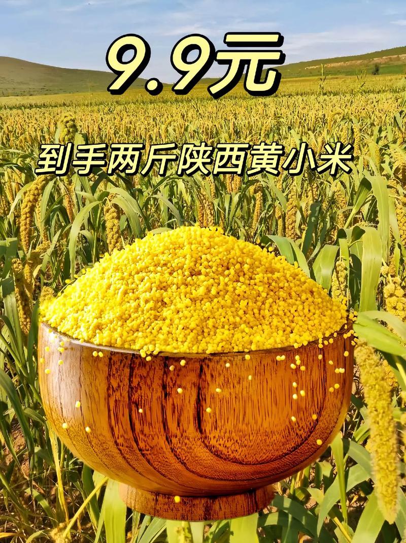 什么叫小米？什么叫小米珠？-第7张图片-优品飞百科
