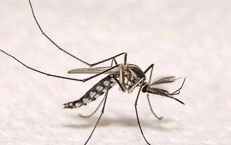 曼谷登革热疫情，曼谷病情