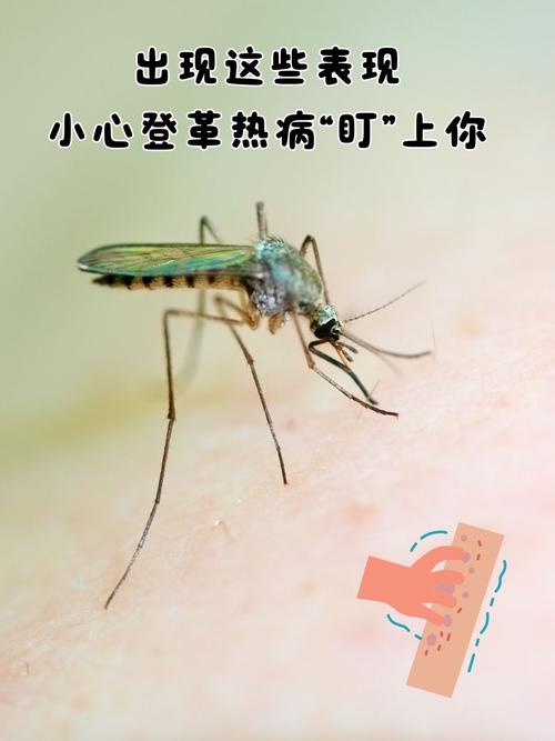 曼谷登革热疫情，曼谷病情-第6张图片-优品飞百科