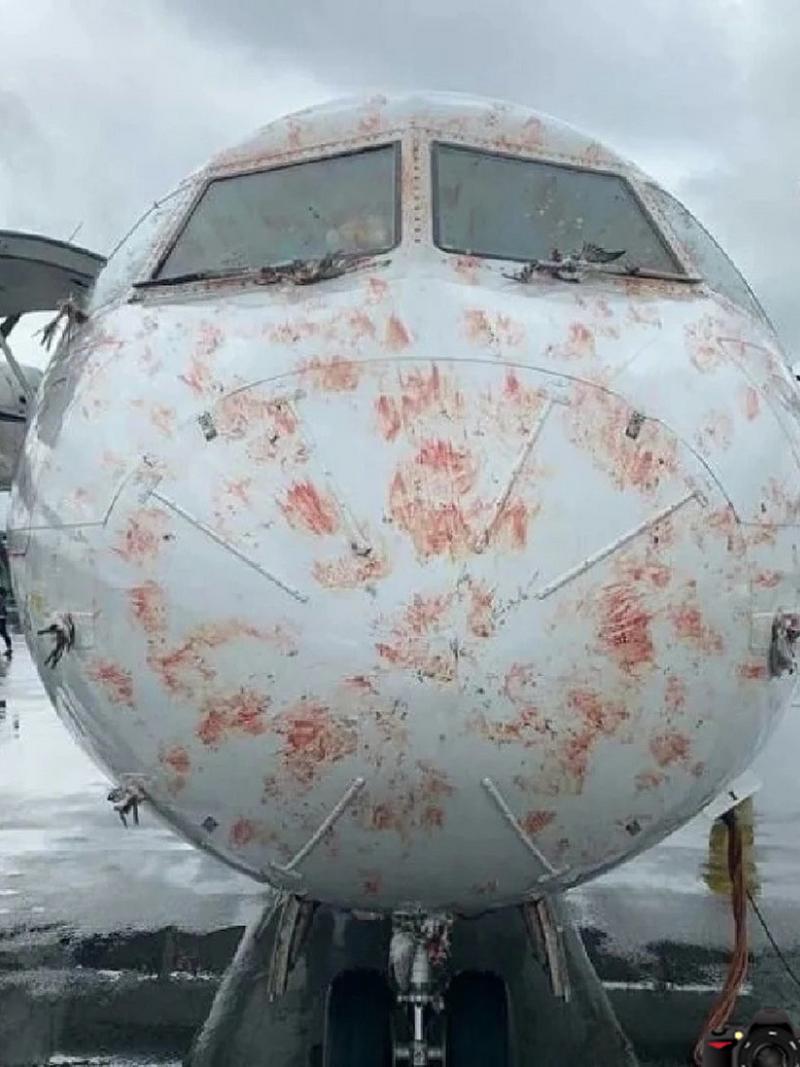 鸟儿疫情防，鸟有疫情吗？-第4张图片-优品飞百科