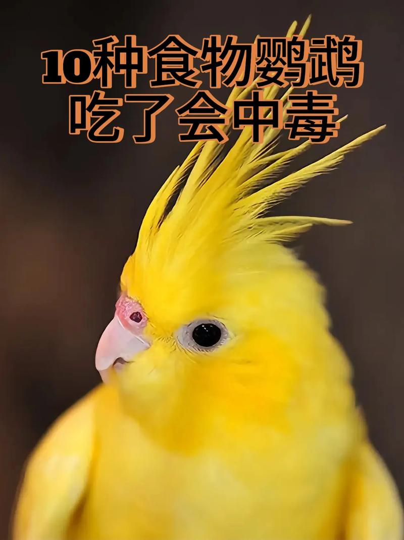 鸟儿疫情防，鸟有疫情吗？-第6张图片-优品飞百科