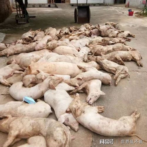 非洲疫情更新，非洲疫情实时动态？-第4张图片-优品飞百科