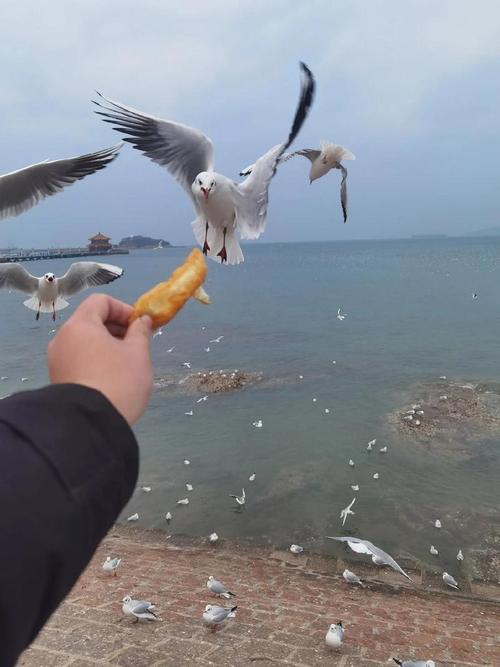 栈桥海鸥疫情？栈桥五一去还有海鸥吗？-第2张图片-优品飞百科