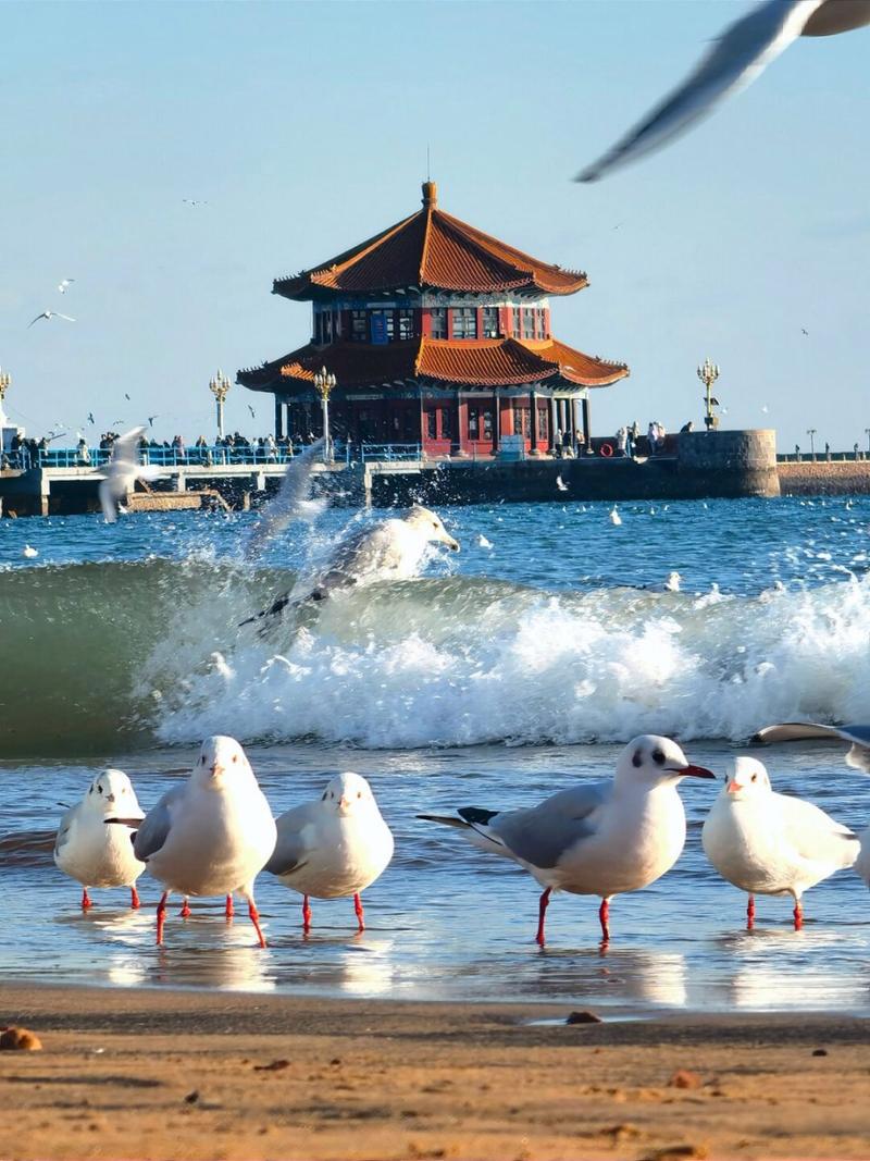 栈桥海鸥疫情？栈桥五一去还有海鸥吗？