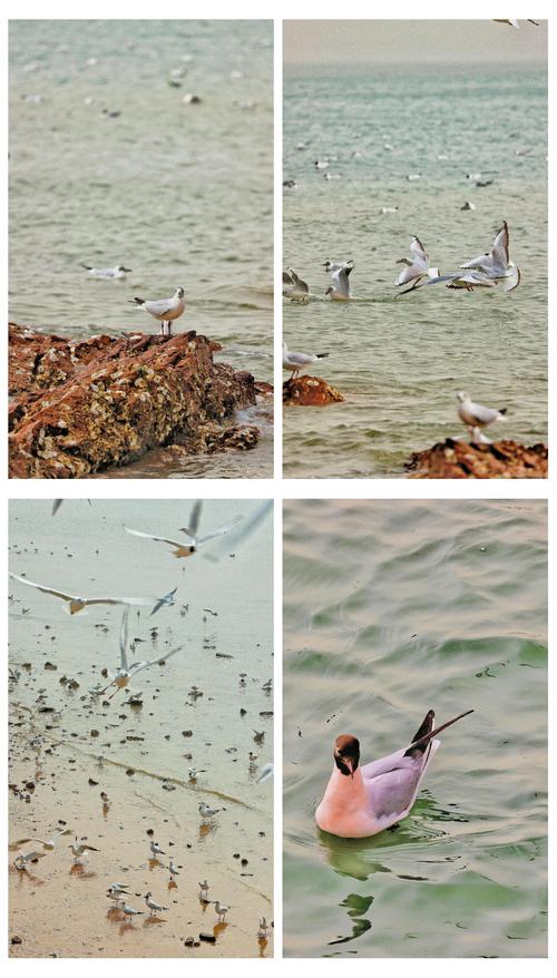 栈桥海鸥疫情？栈桥五一去还有海鸥吗？-第4张图片-优品飞百科