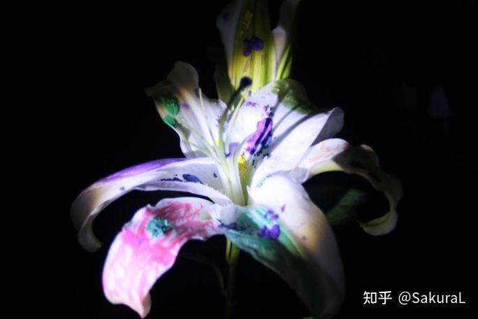 佳能数码长焦一体相机，佳能新款长焦相机-第3张图片-优品飞百科