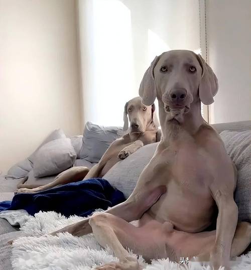 疫情在家的网友？疫情期间网友在家自娱自乐的说说？-第2张图片-优品飞百科