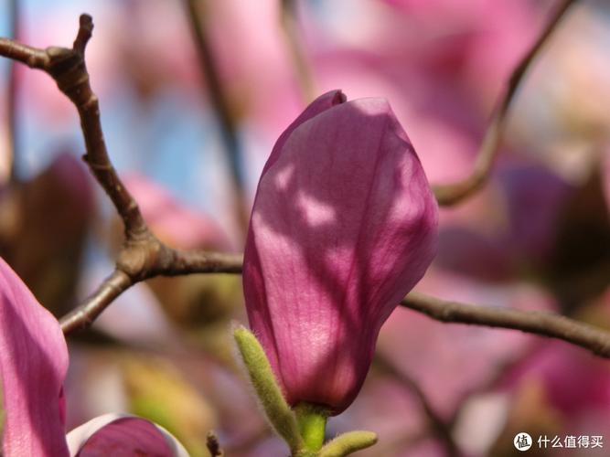 柯达比较好的相机，柯达比较好的相机品牌-第6张图片-优品飞百科