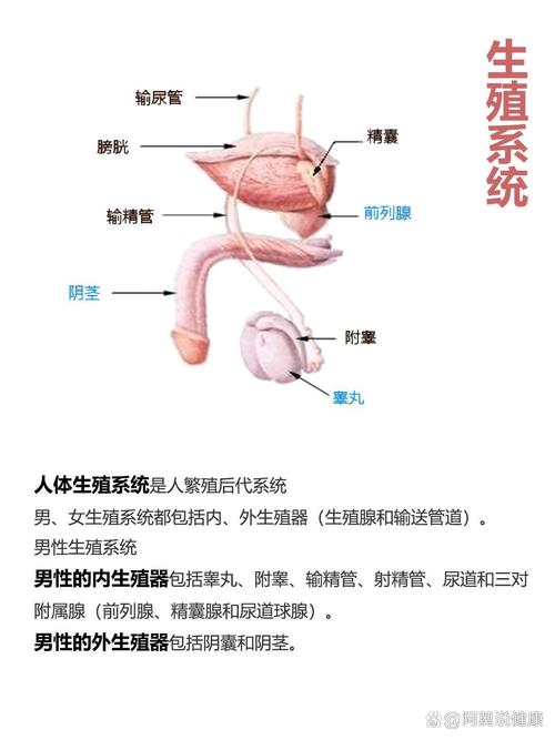 八大系统为什么没有免疫系统，八大系统有免疫系统吗