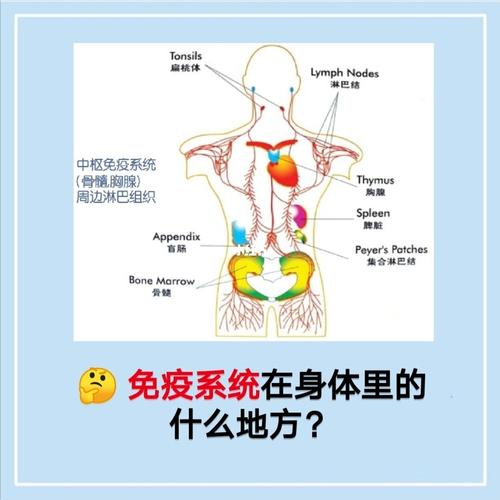 八大系统为什么没有免疫系统，八大系统有免疫系统吗-第2张图片-优品飞百科