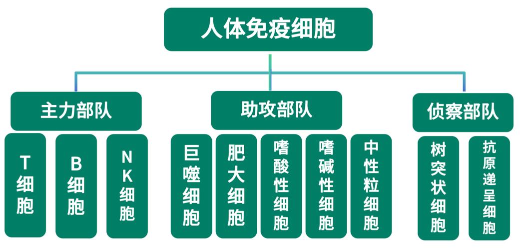 八大系统为什么没有免疫系统，八大系统有免疫系统吗-第6张图片-优品飞百科
