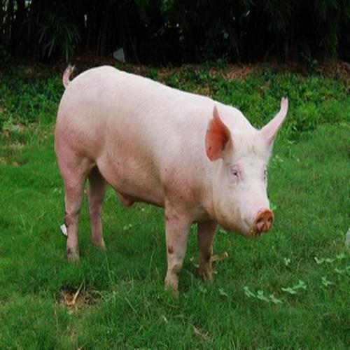 鄂州猪肉疫情，后背推拿出痧-第5张图片-优品飞百科