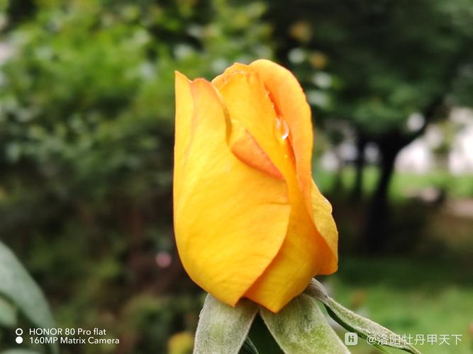 荣耀80新机最新消息？华为荣耀80？