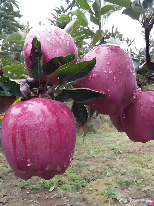 苹果的功效与作用有哪些，苹果的功效是哪些？-第7张图片-优品飞百科