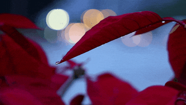 佳能77d和750d哪个好？佳能750d跟70d有什么区别？-第4张图片-优品飞百科