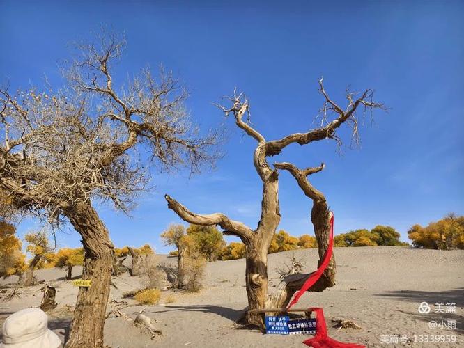 额济纳旗天气预报，额济纳旗天气预报15天？-第5张图片-优品飞百科