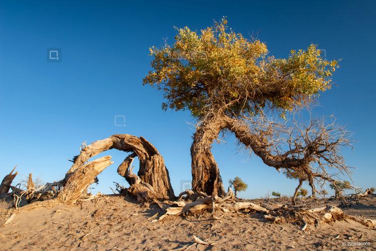 额济纳旗天气预报，额济纳旗天气预报15天？-第7张图片-优品飞百科