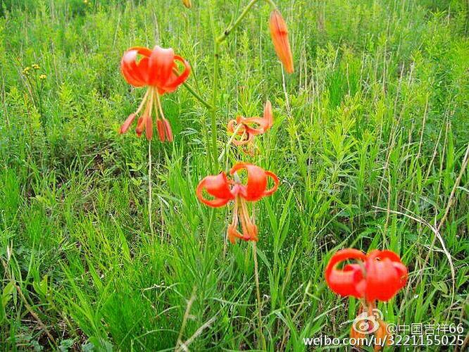 疫情蒙语图片？疫情蒙语图片搞笑？-第4张图片-优品飞百科