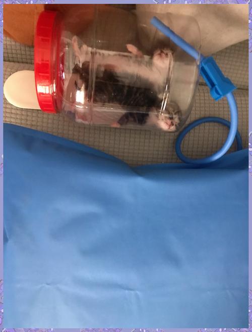 疫情期间梯子？疫情期间安全乘梯须知？-第1张图片-优品飞百科