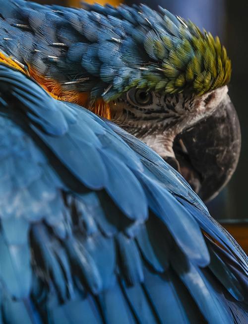 佳能长焦镜头哪个好，佳能相机的长焦镜头哪个型号好？-第4张图片-优品飞百科