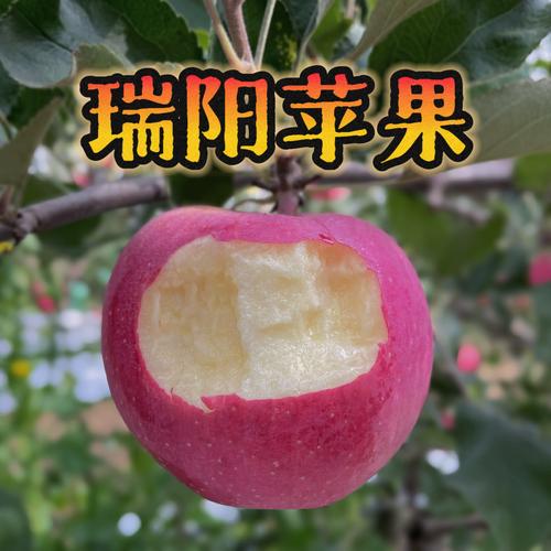 白色苹果是什么品种？白色苹果的功效与作用？