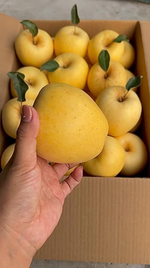 白色苹果是什么品种？白色苹果的功效与作用？-第2张图片-优品飞百科