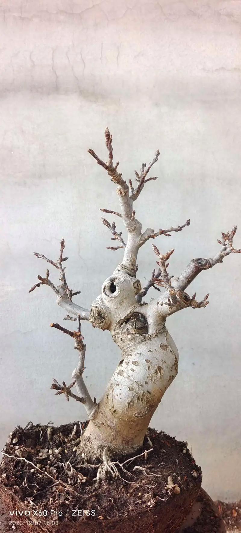 白色苹果是什么品种？白色苹果的功效与作用？-第4张图片-优品飞百科